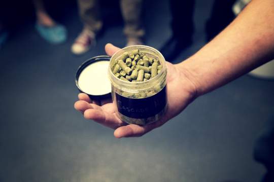 Hops used for brewing